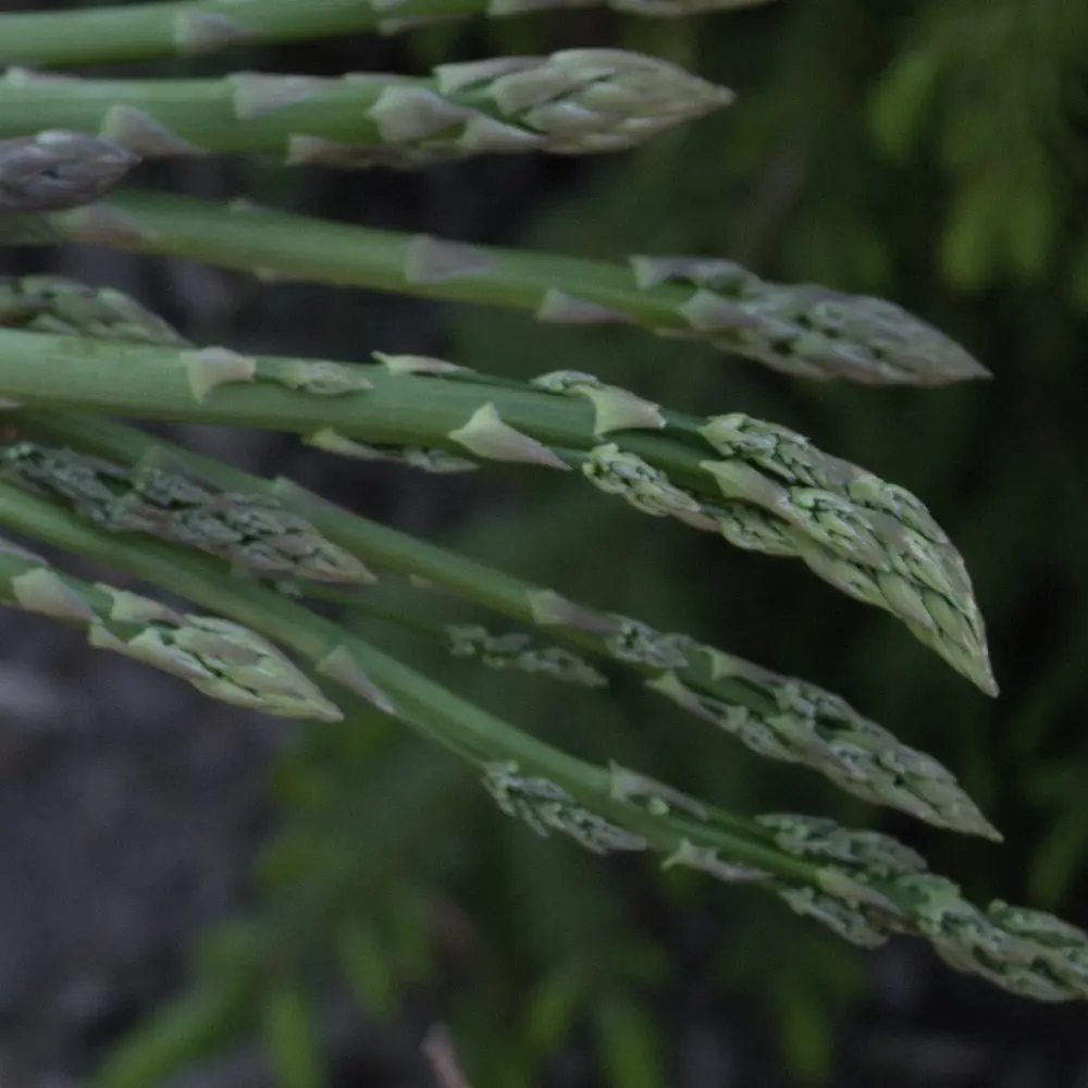 gruener-spargel-1000